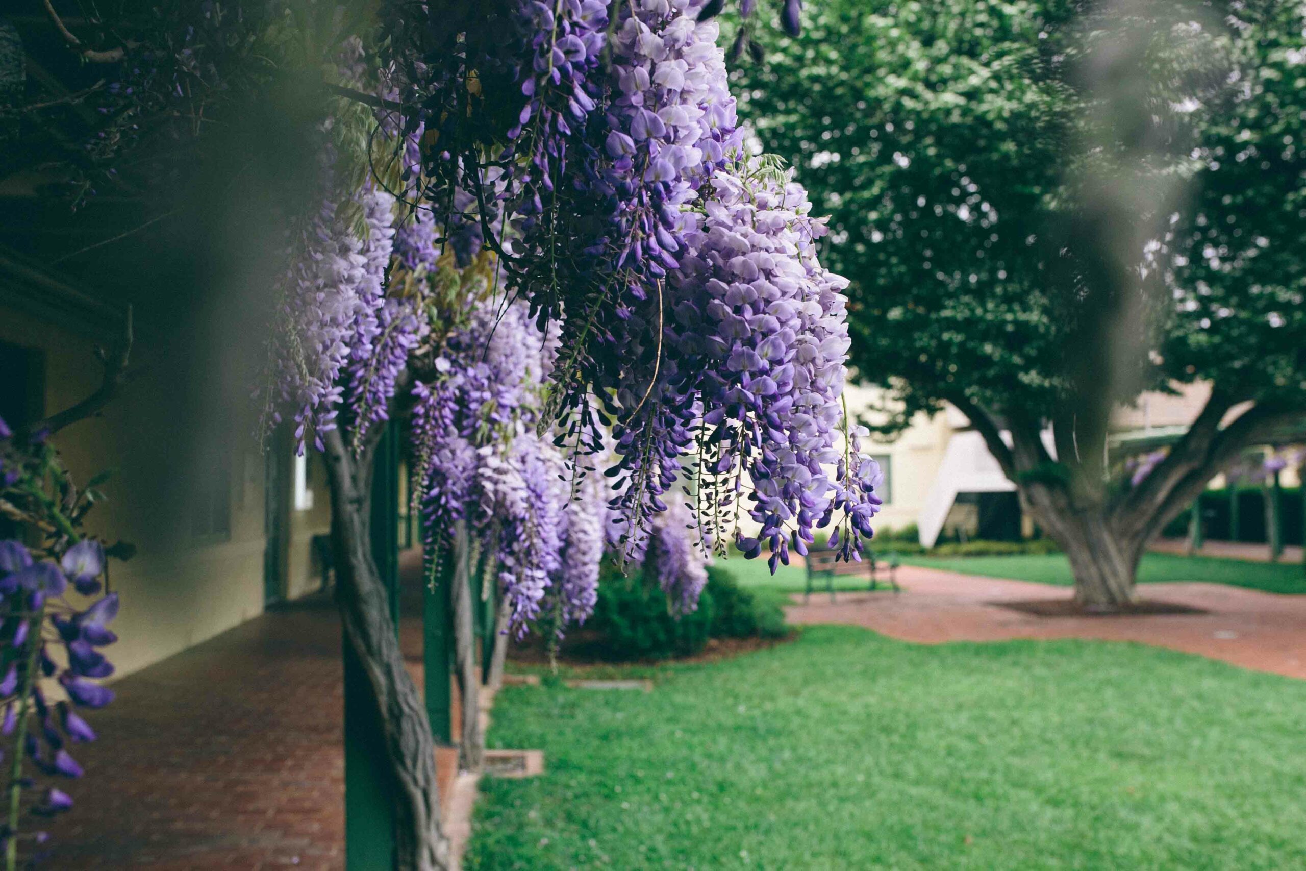 Purple Wisteria hangs along the eaves of Gorman Arts Centre, Tree stands in the middle of the courtyard.