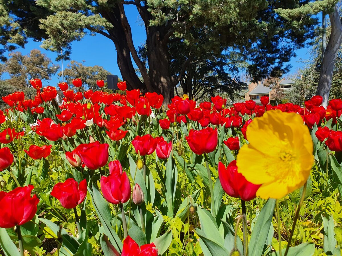 A field of red and yellow tulips with a tree in the background.