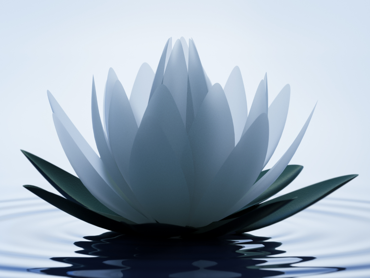 A floating lotus Flower is lit from behind while it reflects in the water.