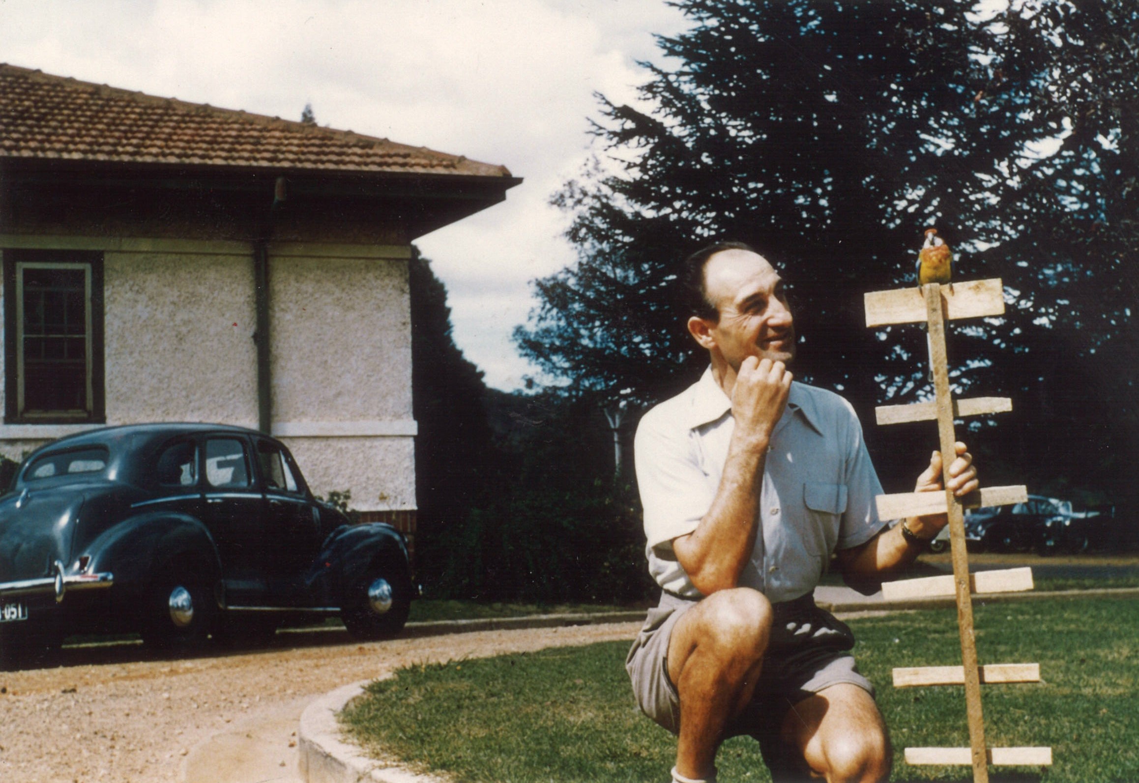 A man crouches on the curved front lawn with his pet rosella parrot sitting on a wooden rung.